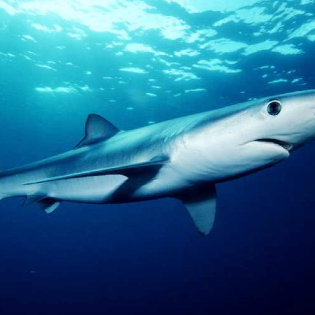 Dive with Blue Sharks