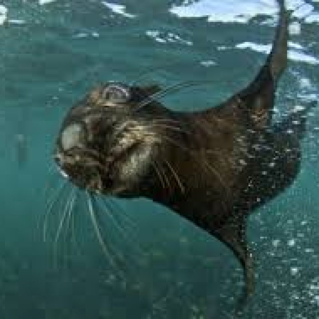 Snorkel with Seals