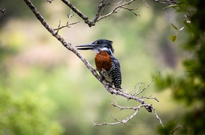 birding-southern-africa-2